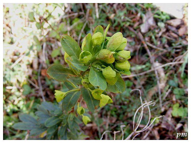 Euphorbe des bois (Euphorbia amygdaloides), photo 3 sur 3