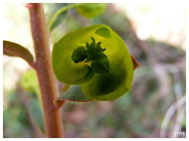 Euphorbe des bois (Euphorbia amygdaloides), photo 1 sur 3