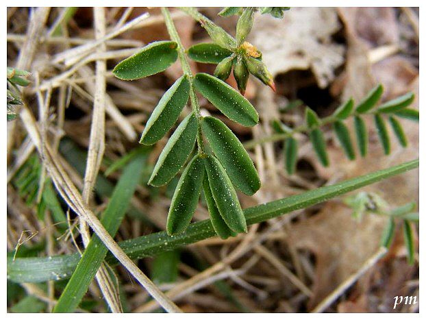 Fer-à-cheval (Hippocrepis comosa), photo 2 sur 2