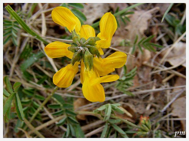 Fer-à-cheval (Hippocrepis comosa), photo 1 sur 2