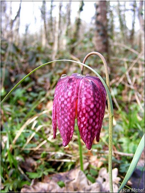 Fritillaire pintade (Fritillaria meleagris)