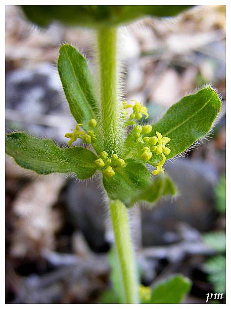 Gaillet croisette (Cruciata laevipes), photo 2 sur 2