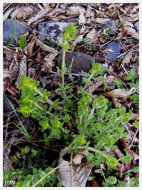 Gaillet croisette (Cruciata laevipes), photo 1 sur 2