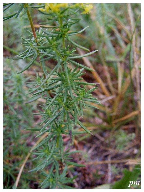 Caille-lait-jaune (Galium verum), photo 2 sur 2