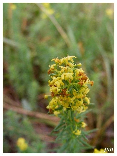 Caille-lait-jaune (Galium verum), photo 1 sur 2