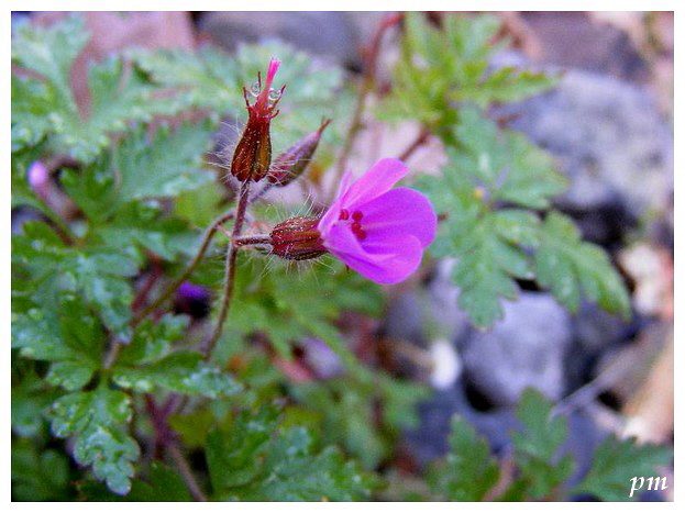 Géranium Herbe à Robert (Geranium robertianum), photo 1 sur 4