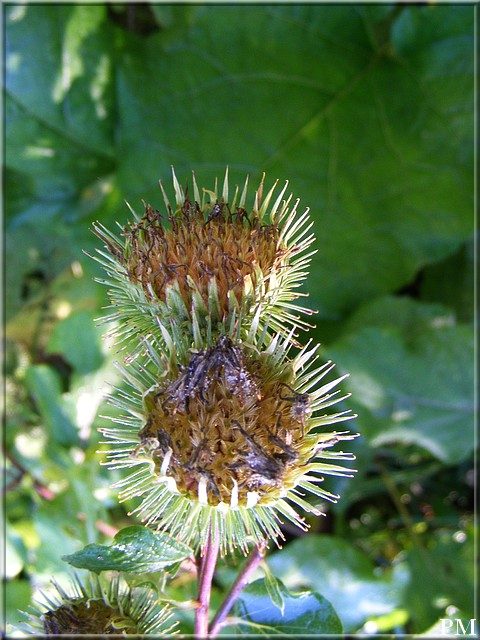 Bardane commune (Arctium lappa), photo 2 sur 2