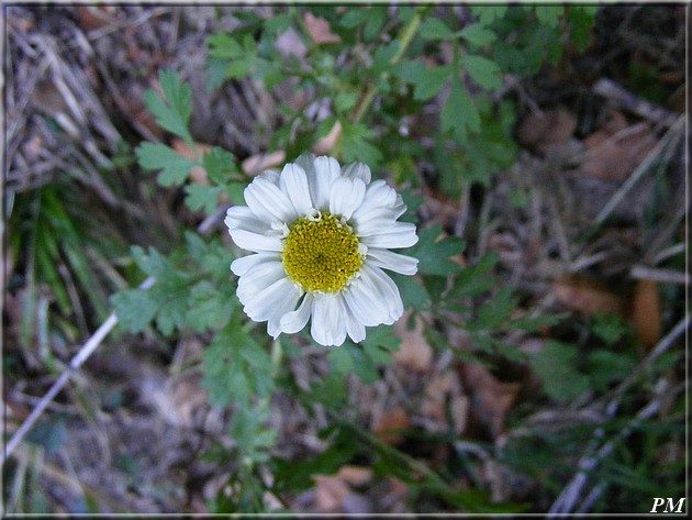 Grande camomille (Tanacetum parthenium), photo 1 sur 2