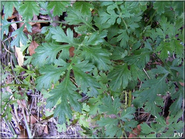 Grande camomille (Tanacetum parthenium), photo 2 sur 2