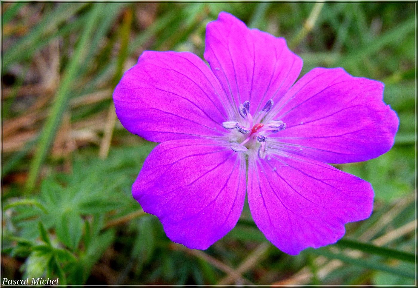 Géranium sanguin (Geranium sanguineum)