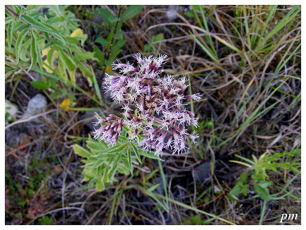 Herbe aux chats (Valeriana officinalis), photo 1 sur 2
