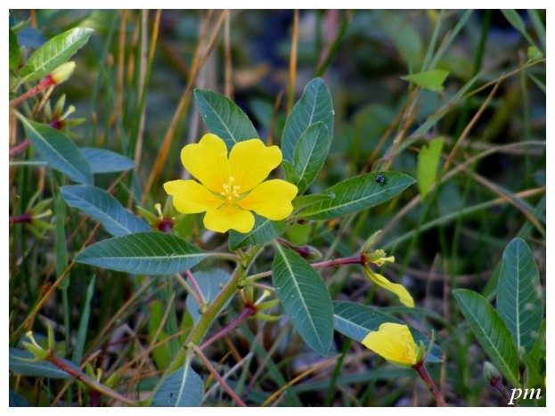 Jussie rampante (Ludwigia peploides)