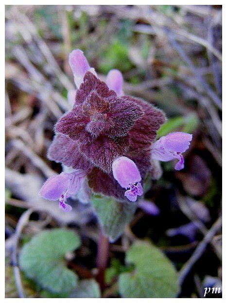 Lamier pourpre (Lamium purpureum)