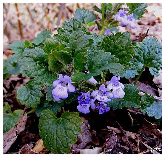 Lierre terrestre (Glechoma hederacea)