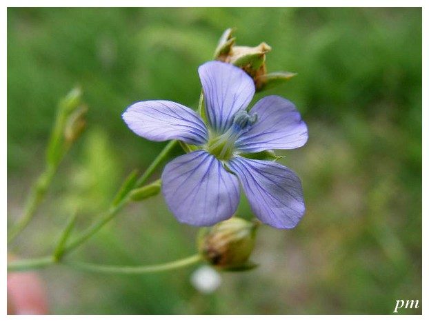 Lin bisannuel (Linum bienne)