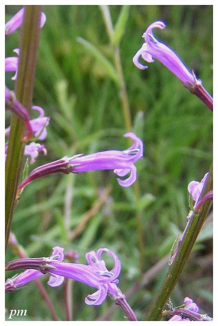 Lobélie brûlante (Lobelia urens), photo 1 sur 2