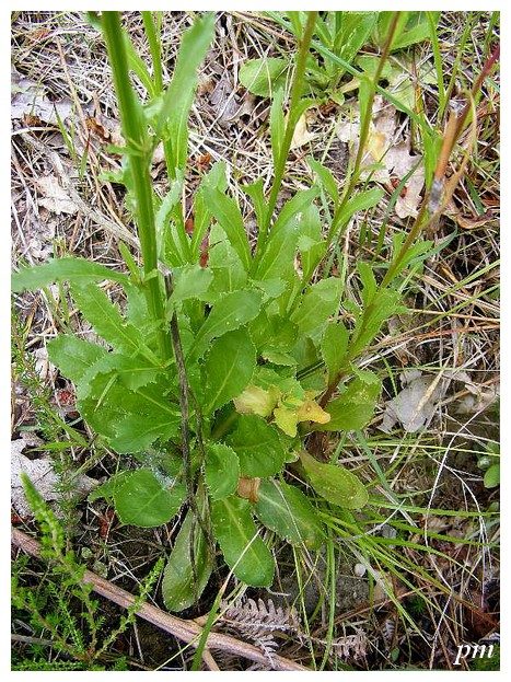 Lobélie brûlante (Lobelia urens), photo 2 sur 2