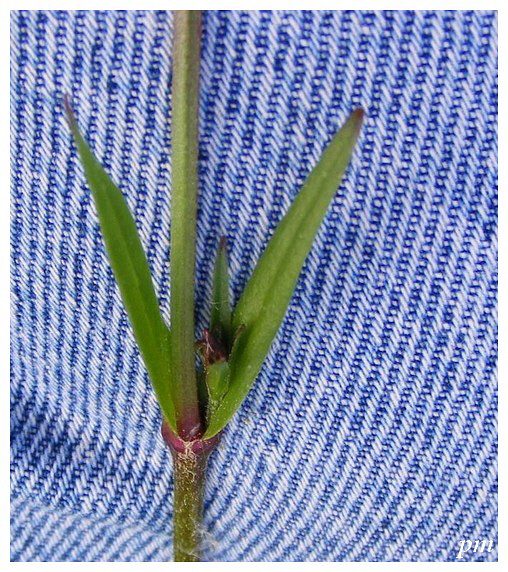 Lychnis fleur-de-coucou (Lychnis flo-cuculi), photo 2 sur 2