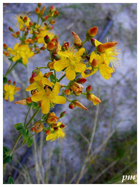 Millepertuis élégant (Hypericum pulchrum)