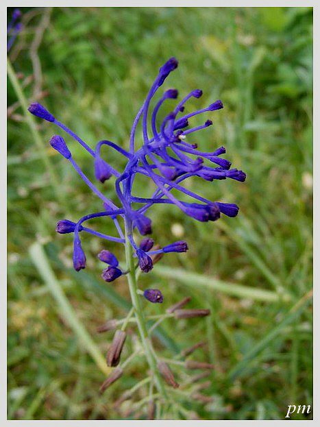 Muscari à toupet (Muscari comosum), photo 1 sur 3