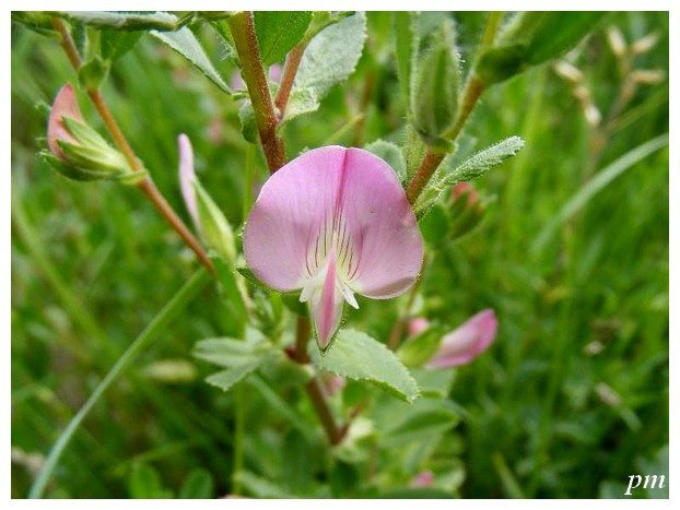 Bugrane rampante (Ononis repens)
