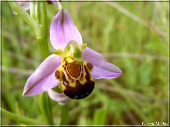 Ophrys abeille (Ophrys apifera)