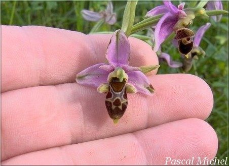 Ophrys bécasse (Ophrys scolopax), photo 1 sur 2