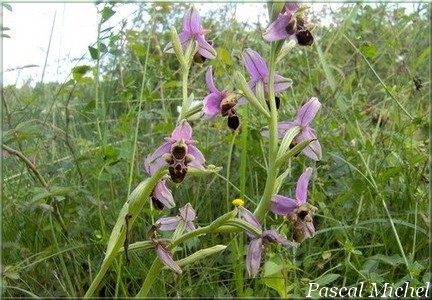 Ophrys bécasse (Ophrys scolopax), photo 2 sur 2