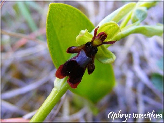 Ophrys mouche (Ophrys insectifera)