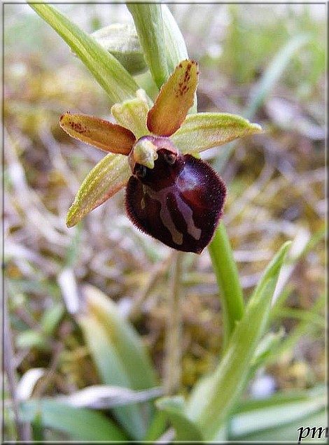 Ophrys de la passion (Ophrys passionis), photo 1 sur 2