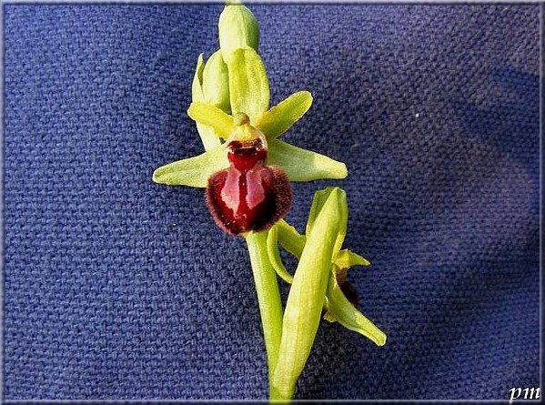 Ophrys de la passion (Ophrys passionis), photo 2 sur 2