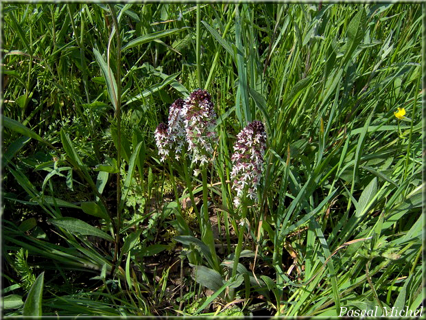 Orchis brûlé (Neotinea ustulata), photo 2 sur 2