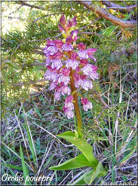 Orchis pourpre (Orchis purpurea), photo 2 sur 3