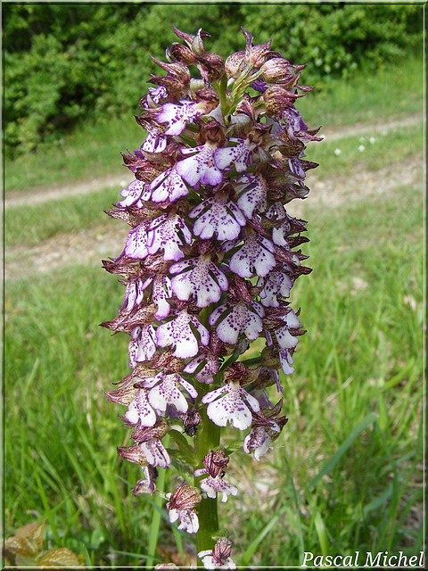 Orchis pourpre (Orchis purpurea), photo 3 sur 3