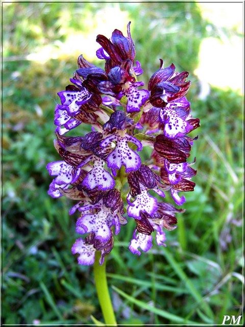 Orchis pourpre (Orchis purpurea), photo 1 sur 3