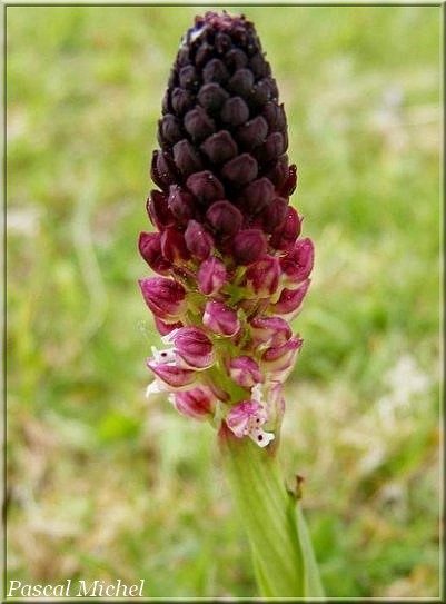 Orchis brûlé (Neotinea ustulata), photo 1 sur 2