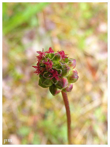 Pimprenelle (Sanguisorba minor), photo 1 sur 2