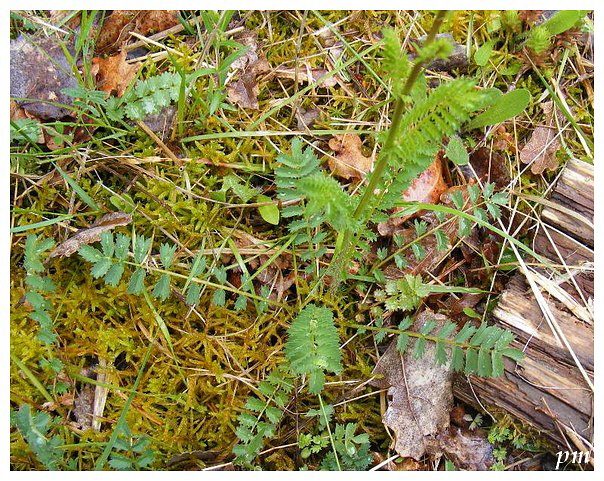 Pimprenelle (Sanguisorba minor), photo 2 sur 2