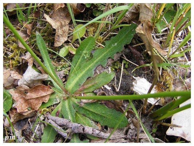 Porcelle enracinée (Hypochaeris radicata), photo 2 sur 3