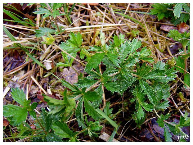 Potentille tomentille (Potentilla erecta), photo 2 sur 2