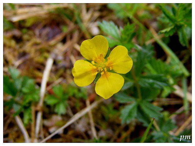 Potentille tomentille (Potentilla erecta), photo 1 sur 2