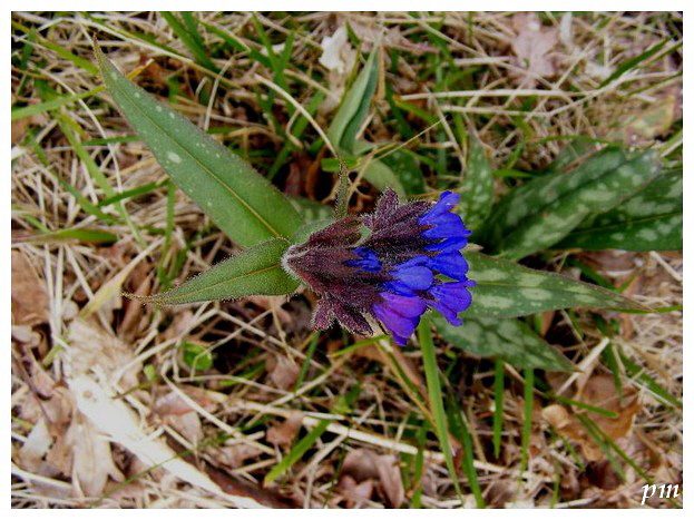 Pulmonaire à longues feuilles (Pulmonaria longifolia), photo 2 sur 3