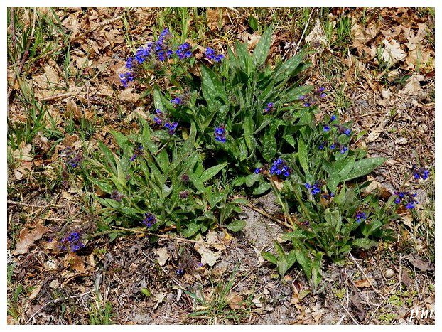 Pulmonaire à longues feuilles (Pulmonaria longifolia), photo 1 sur 3