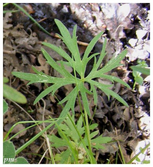 Renoncule âcre (Ranunculus acris), photo 2 sur 2