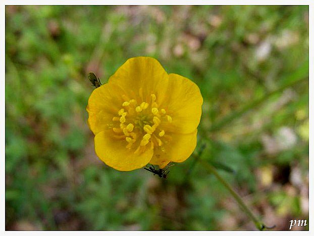 Renoncule âcre (Ranunculus acris), photo 1 sur 2