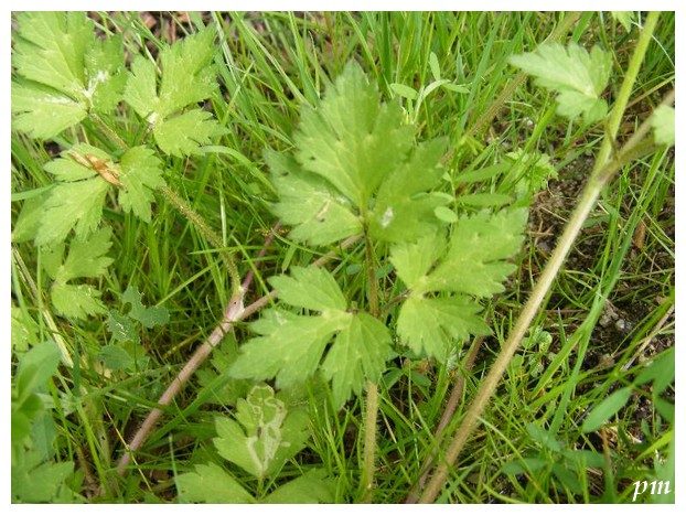 Renoncule rampante (Ranunculus repens), photo 2 sur 2