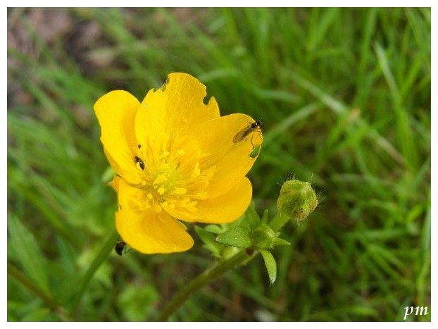Renoncule rampante (Ranunculus repens), photo 1 sur 2