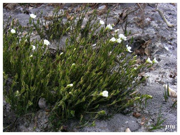 Sabline des montagnes (Arenaria montana), photo 1 sur 2