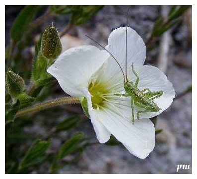 Sabline des montagnes (Arenaria montana), photo 2 sur 2