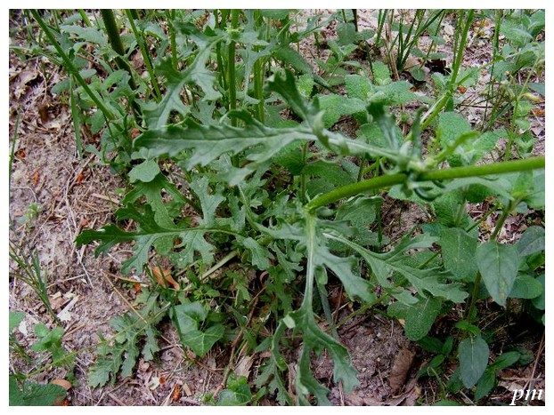 Séneçon jacobée (Jacobaea vulgaris), photo 2 sur 2